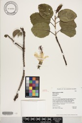 Hibiscus waimeae subsp. waimeae