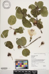 Hibiscus waimeae subsp. waimeae