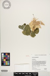Capparis sandwichiana