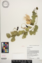 Capparis sandwichiana