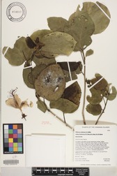 Hibiscus waimeae subsp. hannerae