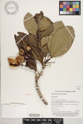 Fagraea berteroana