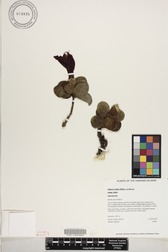 Hibiscus kokio subsp. kokio