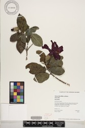 Hibiscus kokio subsp. kokio