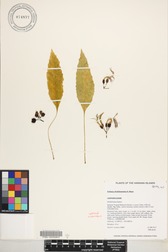 Delissea rhytidosperma