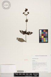 Kadua laxiflora