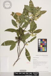 Dodonaea viscosa