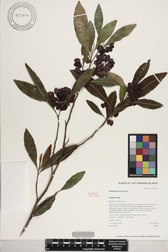 Dodonaea viscosa