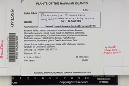 Pannaria tavaresii image