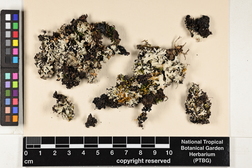 Parmotrema hypotropum image
