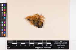 Teloschistes flavicans image