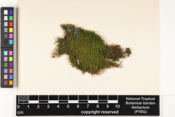 Haplohymenium triste image