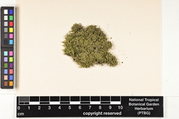 Lejeunea flava image