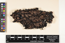 Parmotrema cetratum image