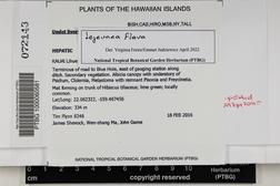 Lejeunea flava image