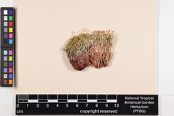 Syrrhopodon involutus image