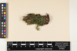 Trachycystis ussuriensis image