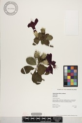 Hibiscus kokio subsp. kokio