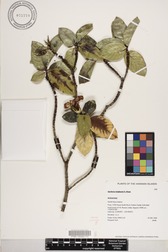 Gardenia brighamii