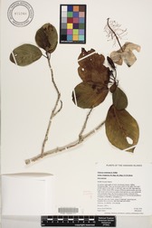 Hibiscus waimeae subsp. hannerae