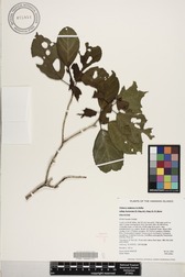 Hibiscus waimeae subsp. hannerae