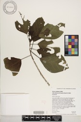 Hibiscus waimeae subsp. hannerae