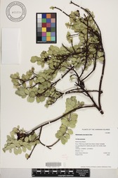 Wikstroemia uva-ursi