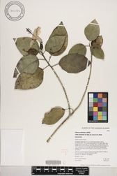 Hibiscus waimeae subsp. hannerae
