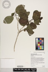 Hibiscus waimeae subsp. hannerae