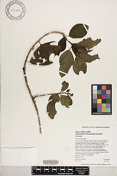 Hibiscus waimeae subsp. hannerae