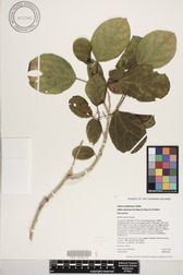 Hibiscus waimeae subsp. hannerae