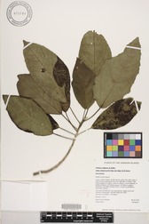Hibiscus waimeae subsp. hannerae