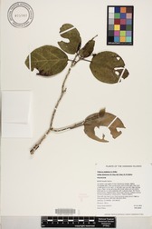 Hibiscus waimeae subsp. hannerae