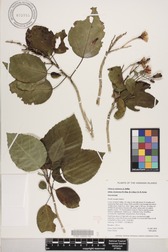 Hibiscus waimeae subsp. hannerae