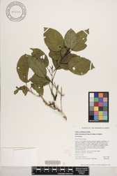 Hibiscus waimeae subsp. hannerae
