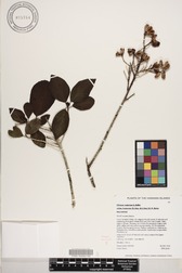 Hibiscus waimeae subsp. hannerae