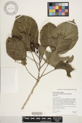 Hibiscus waimeae subsp. hannerae
