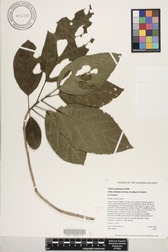 Cenchrus setaceus