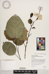 Hibiscus waimeae subsp. hannerae