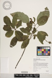 Hibiscus waimeae subsp. hannerae
