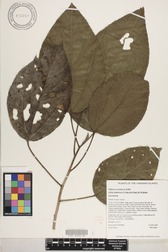Hibiscus waimeae subsp. hannerae