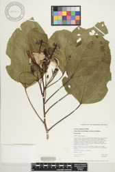 Hibiscus waimeae subsp. hannerae