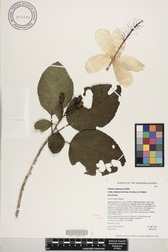 Hibiscus waimeae subsp. hannerae