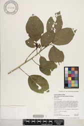 Hibiscus waimeae subsp. hannerae