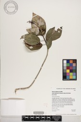 Hibiscus waimeae subsp. hannerae