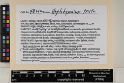 Haplohymenium triste image