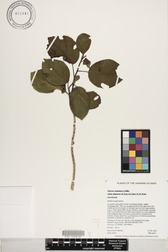 Hibiscus waimeae subsp. hannerae