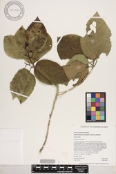 Hibiscus waimeae subsp. hannerae