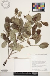 Ficus microcarpa