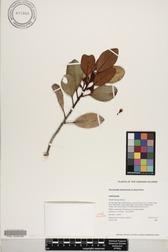 Planchonella sp.